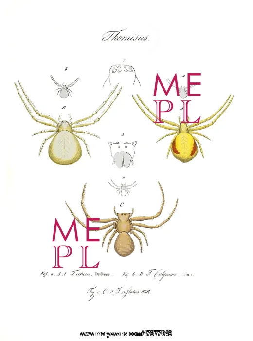 : Crab Spiders : Crab Spiders