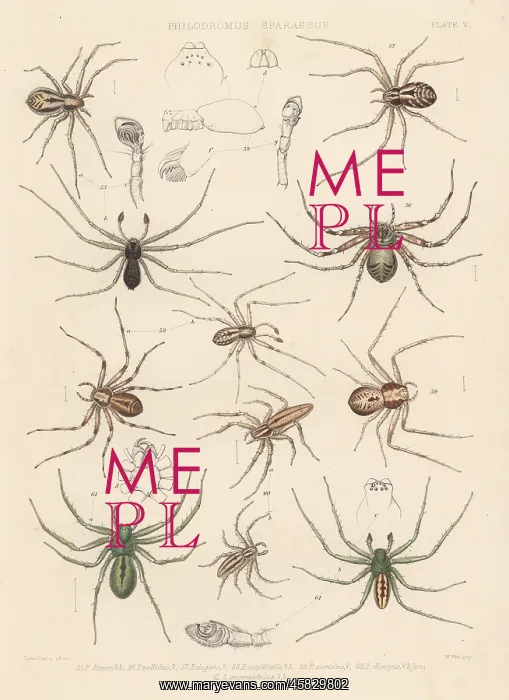 : Crab spiders and green huntsman : Crab spiders and green huntsman