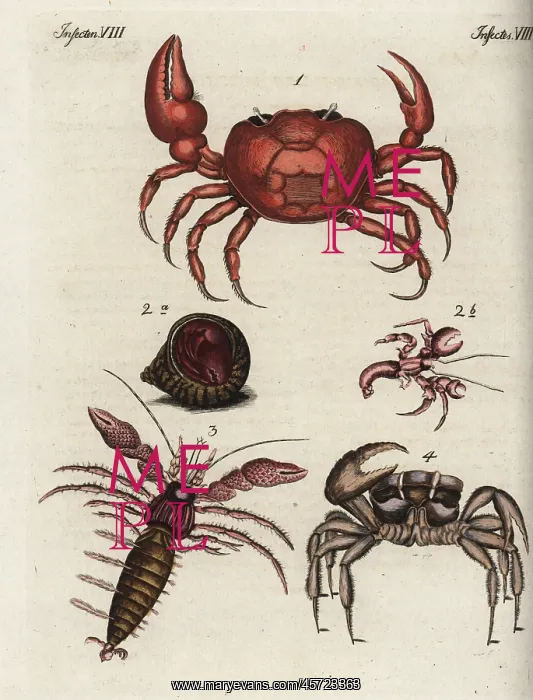 : Crab varieties : Crab varieties