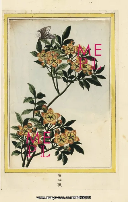 : Crabapple, Malus species? : Crabapple, Malus species?