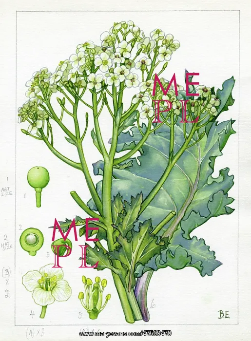 : Crambe maritima - sea kale : Crambe maritima - sea kale