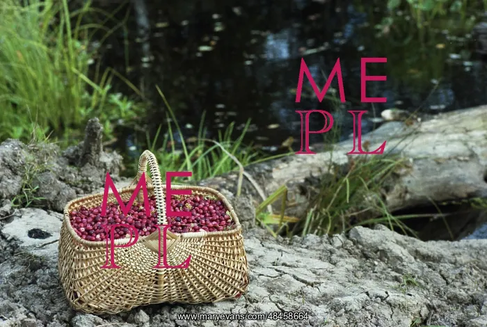 : Cranberry basket : Cranberry basket