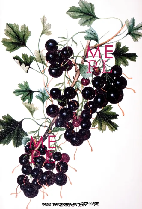  : Crandall Currants