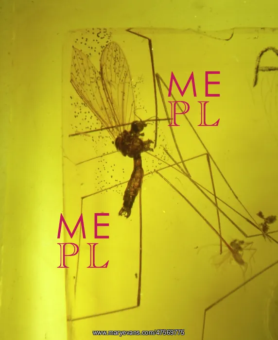 : Crane Fly in baltic amber : Crane Fly in baltic amber