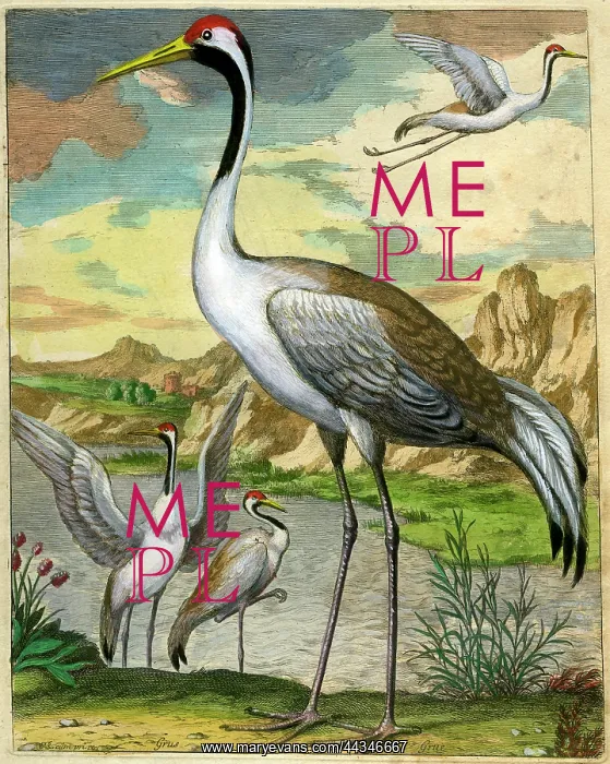  : Crane - Grus