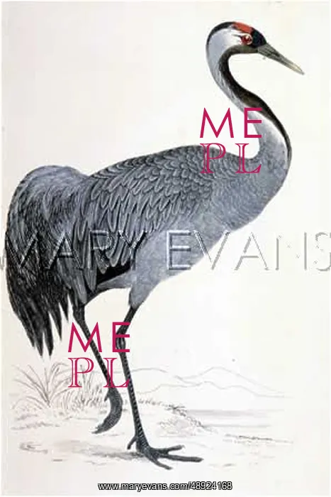  : CRANE (MORRIS)