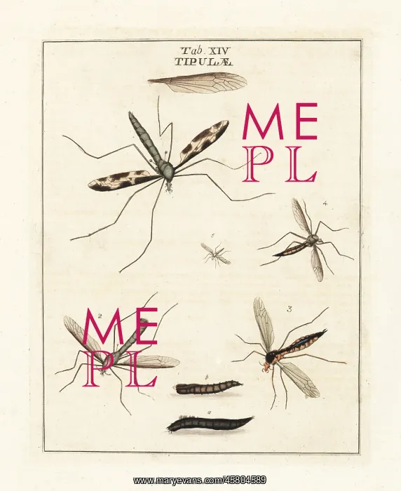 : Cranefly species : Cranefly species