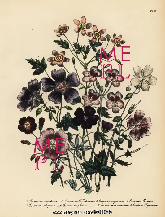 : Cranesbill or Geranium species : Cranesbill or Geranium species