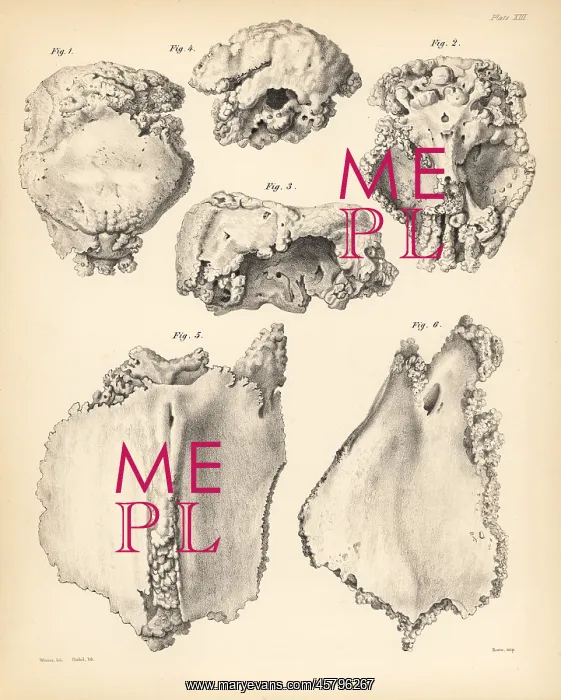 : Cranium and sternum of the extinct Rodrigues : Cranium and sternum of the extinct Rodrigues