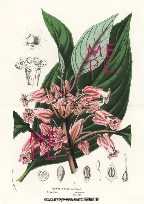 : Crantzia tigrina : Crantzia tigrina