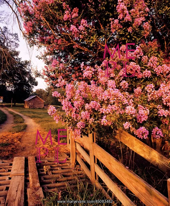 : Crape Myrtle or Indian Lilac Growing beside Rustic Road : Crape Myrtle or Indian Lilac Growing beside Rustic Road
