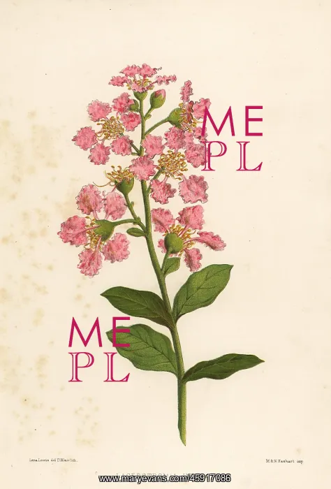 : Crape myrtle, Lagerstromia indica : Crape myrtle, Lagerstromia indica