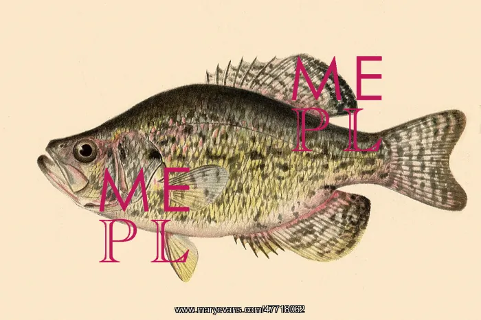  : The Crappie