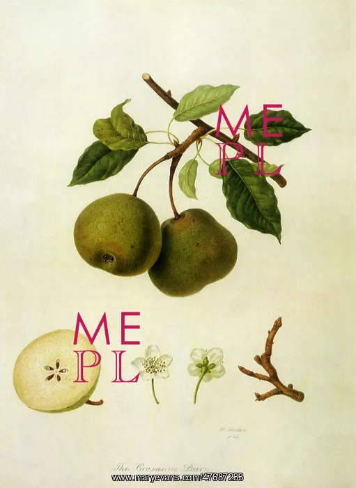  : Crassane Pears