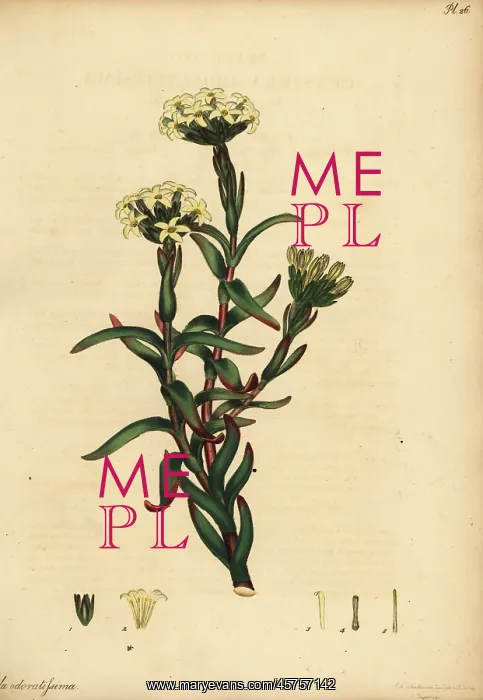 : Crassula fascicularis : Crassula fascicularis