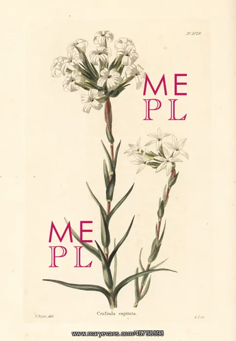 : Crassula fascicularis : Crassula fascicularis