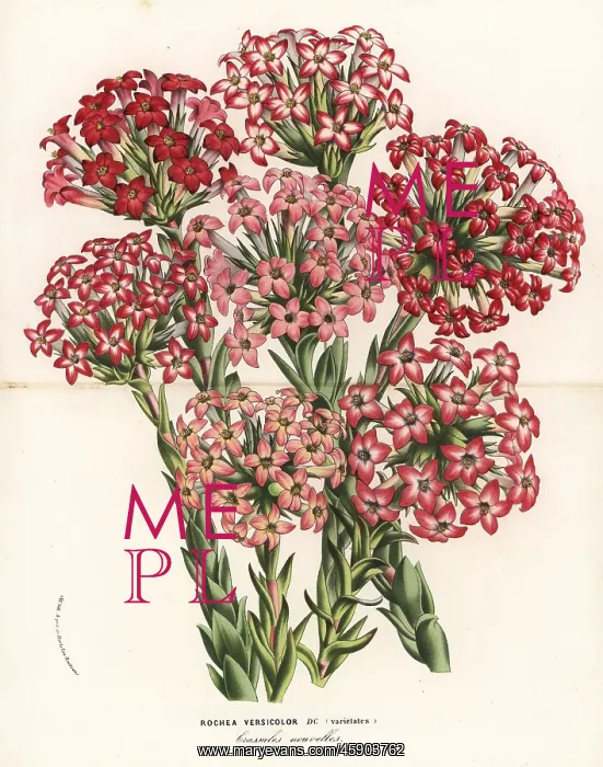 : Crassula fascicularis varieties : Crassula fascicularis varieties