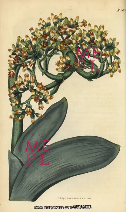 : Crassula perfoliata : Crassula perfoliata