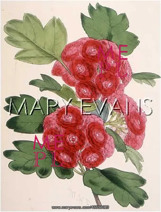  : CRATAEGUS LAEVIGATA