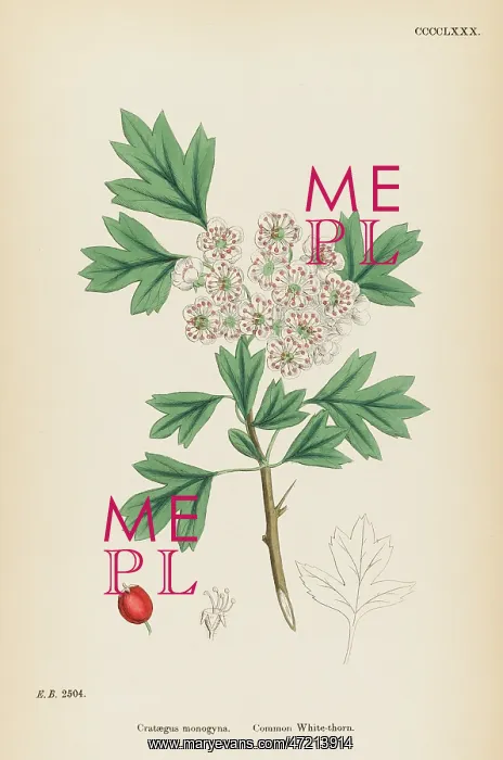 : CRATAEGUS MONOGYNA