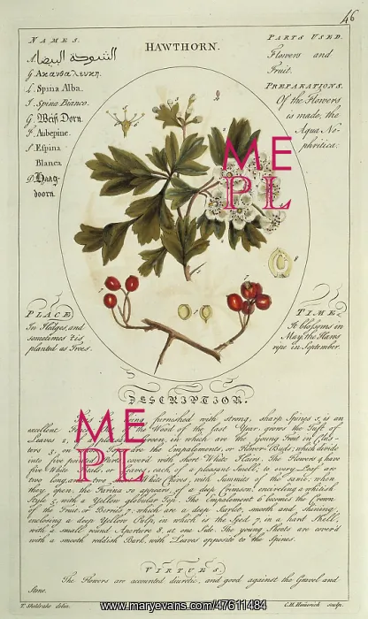 : Crataegus monygna, hawthorn : Crataegus monygna, hawthorn