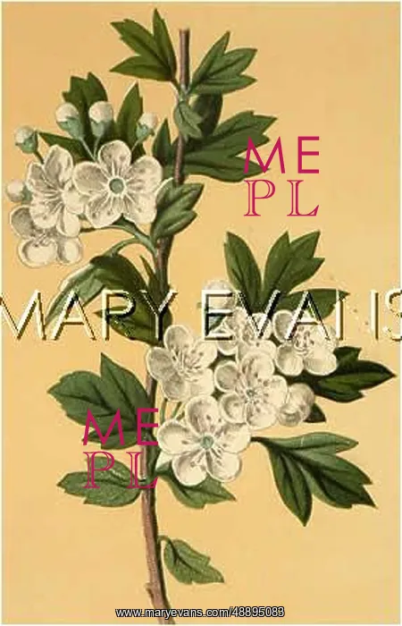  : CRATAEGUS OXYACANTHA