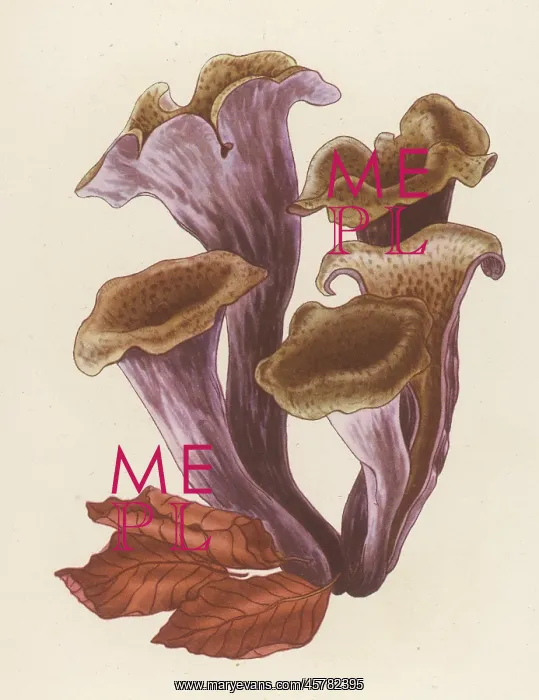  : CRATERELLUS CORNUCOPIODE
