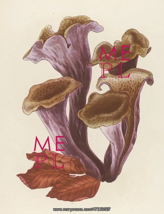 : CRATERELLUS CORNUCOPIODE : CRATERELLUS CORNUCOPIODE
