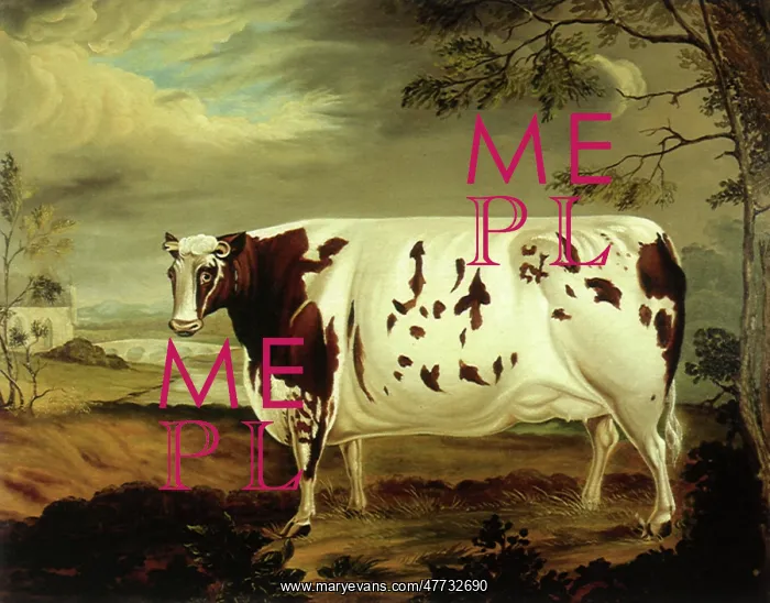  : The Craven Heifer