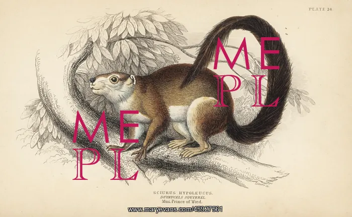 : Cream-coloured giant squirrel, Ratufa affinis : Cream-coloured giant squirrel, Ratufa affinis