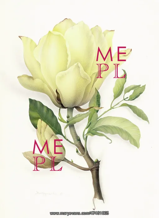 : Cream Magnolia : Cream Magnolia