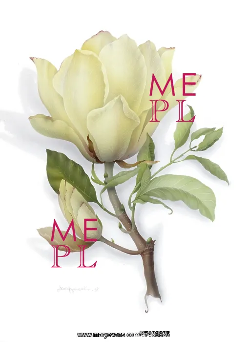  : Cream Magnolia