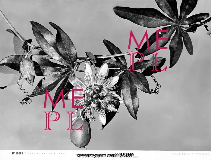 : Creative. Passionflower stem with blooms and fruit from the Alinari Gardens, Florence : Creative. Passionflower stem with blooms and fruit from the Alinari Gardens, Florence