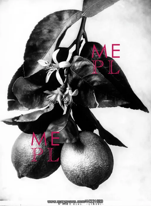 : Creative. Lemons, San Remo : Creative. Lemons, San Remo