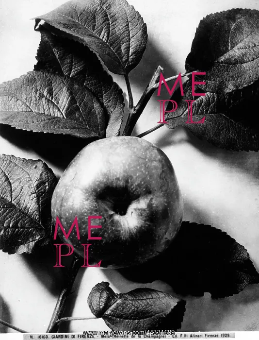 : Creative. Apples (Reinette de la Champagne), Gardens of France : Creative. Apples (Reinette de la Champagne), Gardens of France
