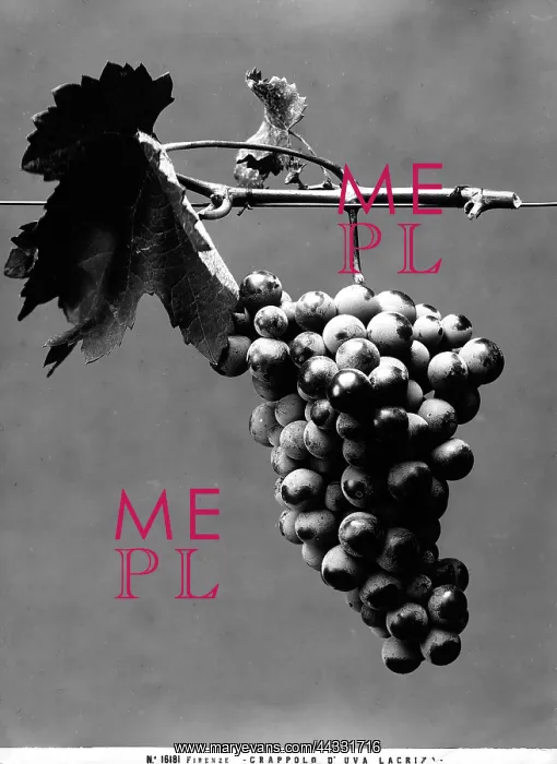 : Creative. Bunch of lacriza grapes : Creative. Bunch of lacriza grapes