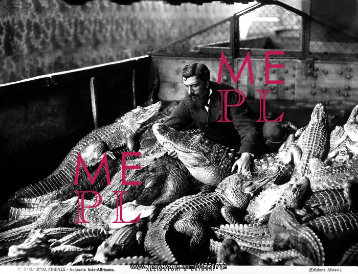 : Creative. Portrait of a man amongst alligators : Creative. Portrait of a man amongst alligators