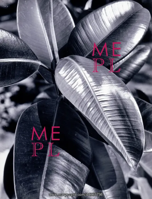 : Creative. Leaves of a ficus plant : Creative. Leaves of a ficus plant