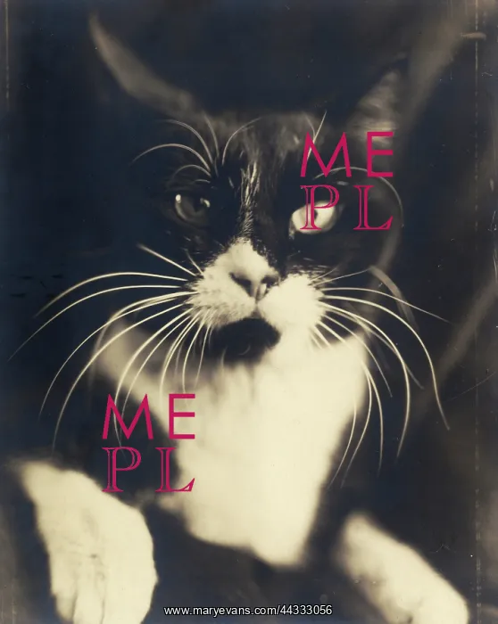 : Creative. Cat minus me. Photograph used in the superimposed photo Me + cat : Creative. Cat minus me. Photograph used in the superimposed photo Me + cat