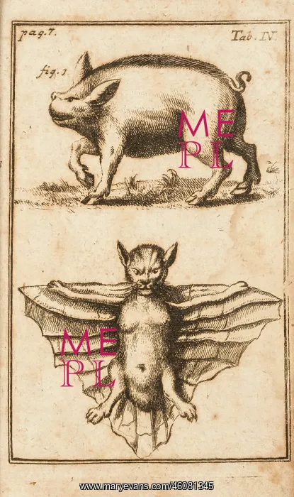: Creatures: a pig (probably white) and a bat : Creatures: a pig (probably white) and a bat