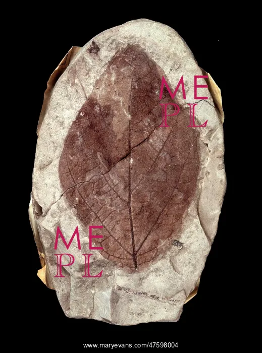 : Credneria denticulata : Credneria denticulata