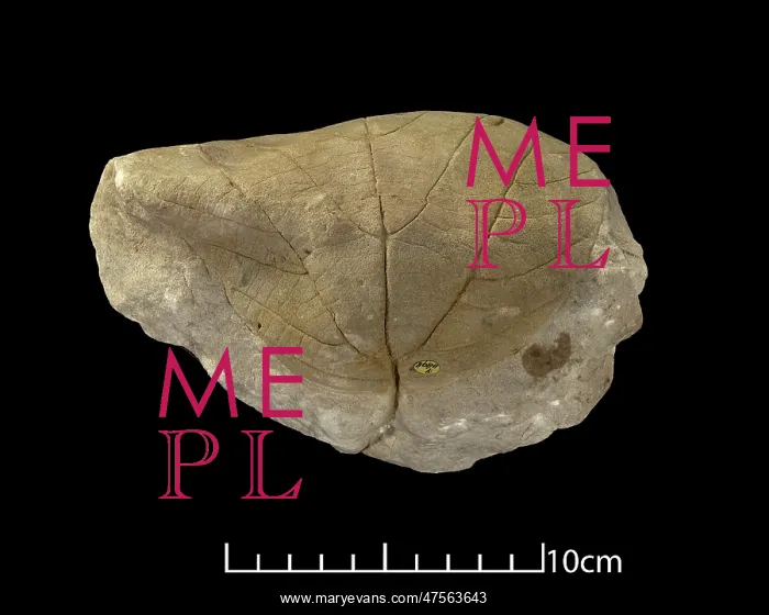 : Credneria triacuminata : Credneria triacuminata