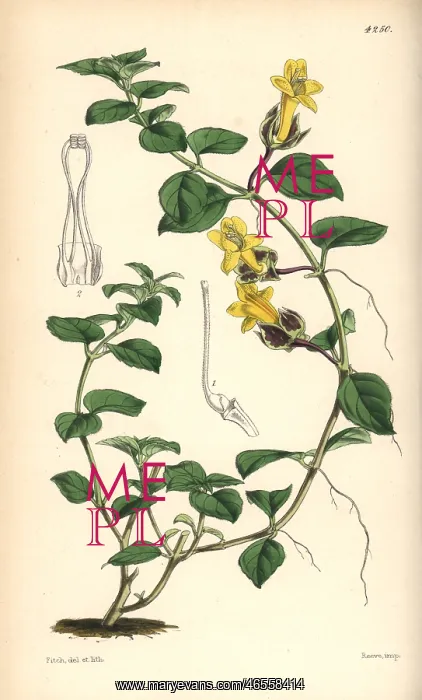 : Creeping alloplectus, Alloplectus repens : Creeping alloplectus, Alloplectus repens