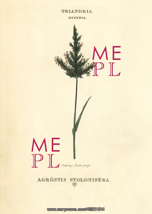 : Creeping bentgrass, Agrostis stolonifera : Creeping bentgrass, Agrostis stolonifera