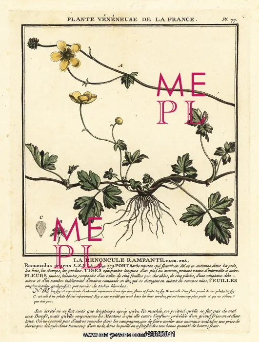 : Creeping buttercup, Ranunculus repens : Creeping buttercup, Ranunculus repens