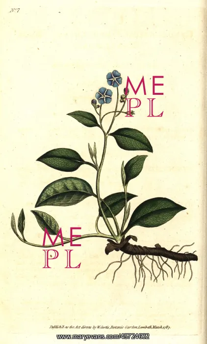 : Creeping navelwort, Omphalodes verna : Creeping navelwort, Omphalodes verna