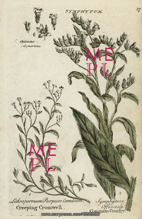 : Creeping purple cromwell and comfrey : Creeping purple cromwell and comfrey