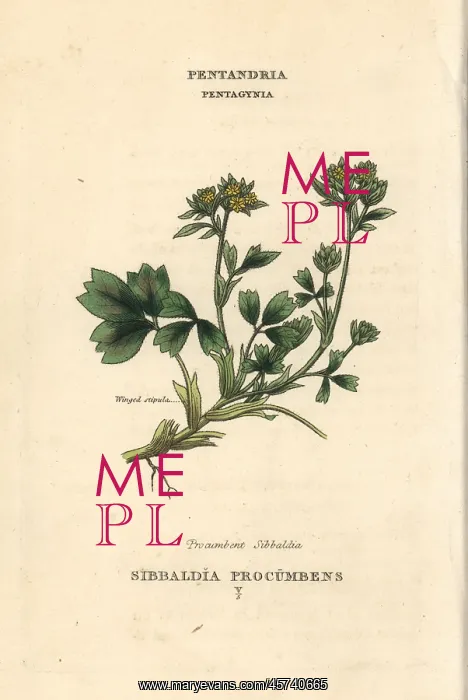 : Creeping sibbaldia, Sibbaldia procumbens : Creeping sibbaldia, Sibbaldia procumbens