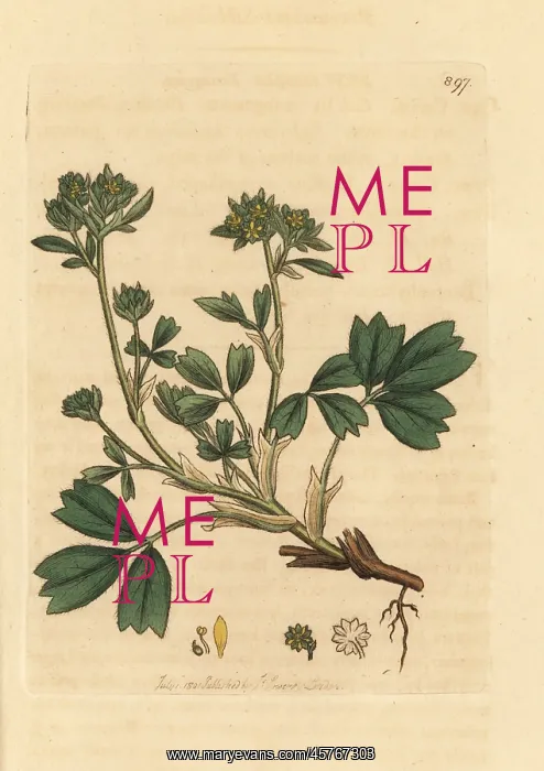 : Creeping sibbaldia, Sibbaldia procumbens : Creeping sibbaldia, Sibbaldia procumbens