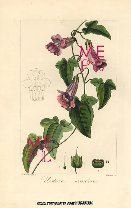 : Creeping snapdragon or chickabiddy, Maurandya scandens : Creeping snapdragon or chickabiddy, Maurandya scandens